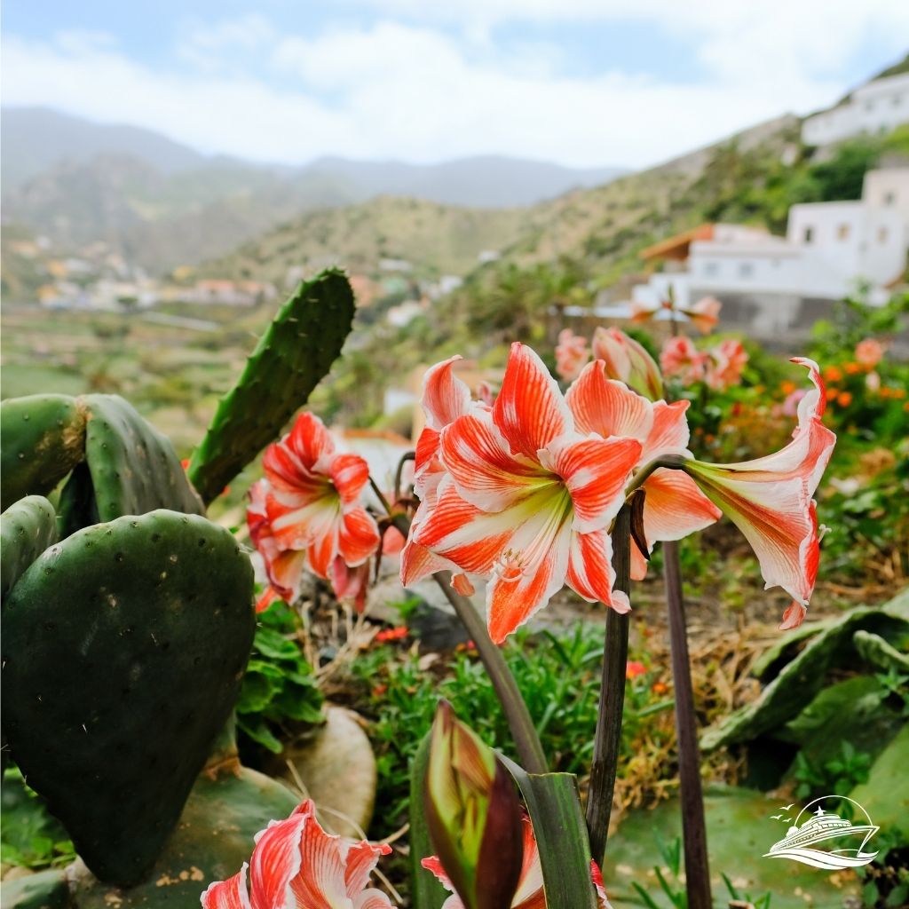 Kanaren La Gomera Pflanzenwelt