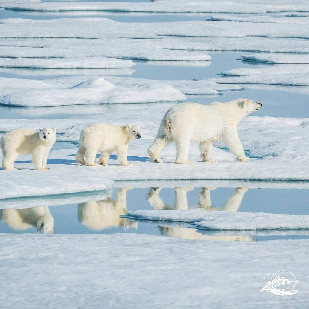 Arktis Expedition zu den Eisbaeren