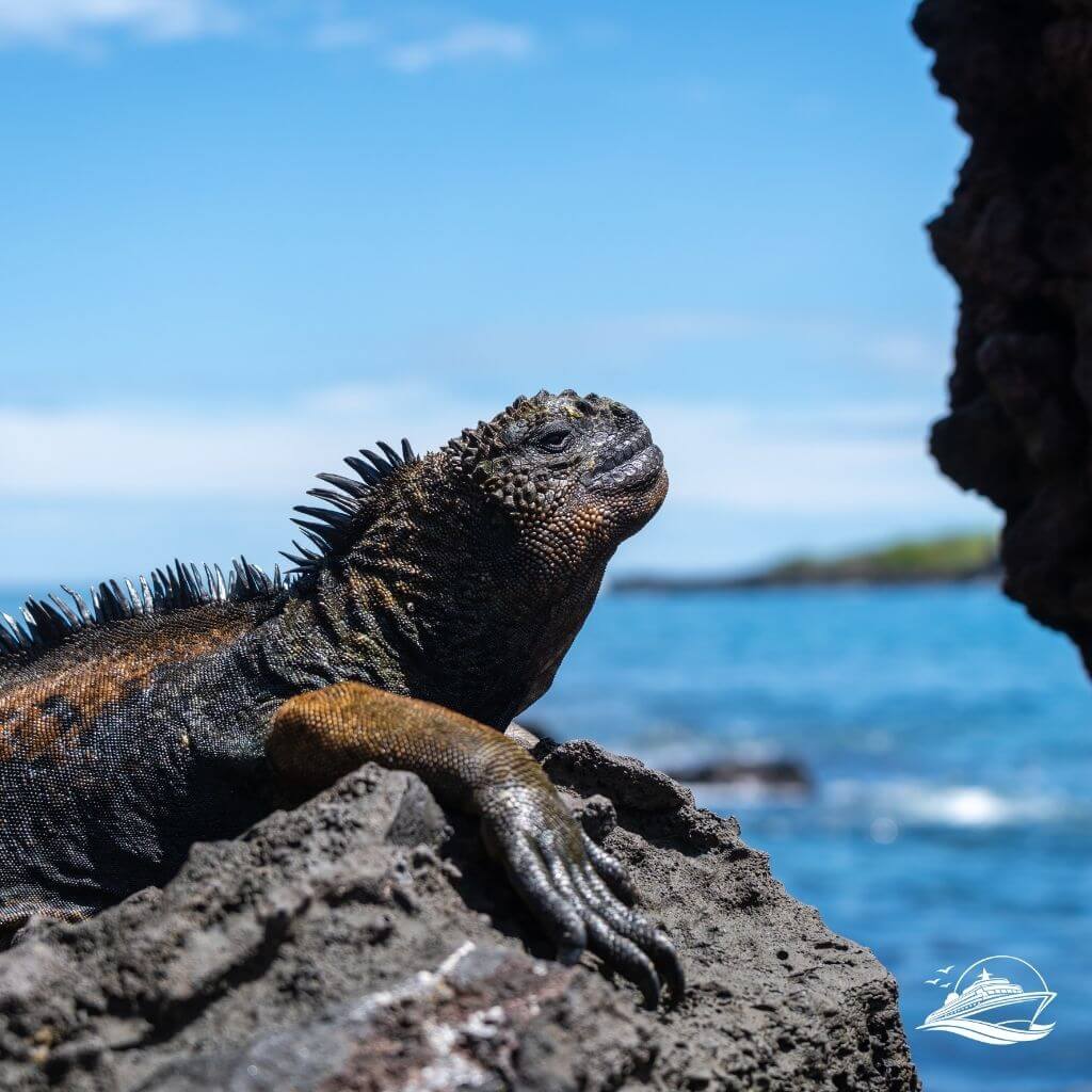 Galapagos Expedition zu den Echsen