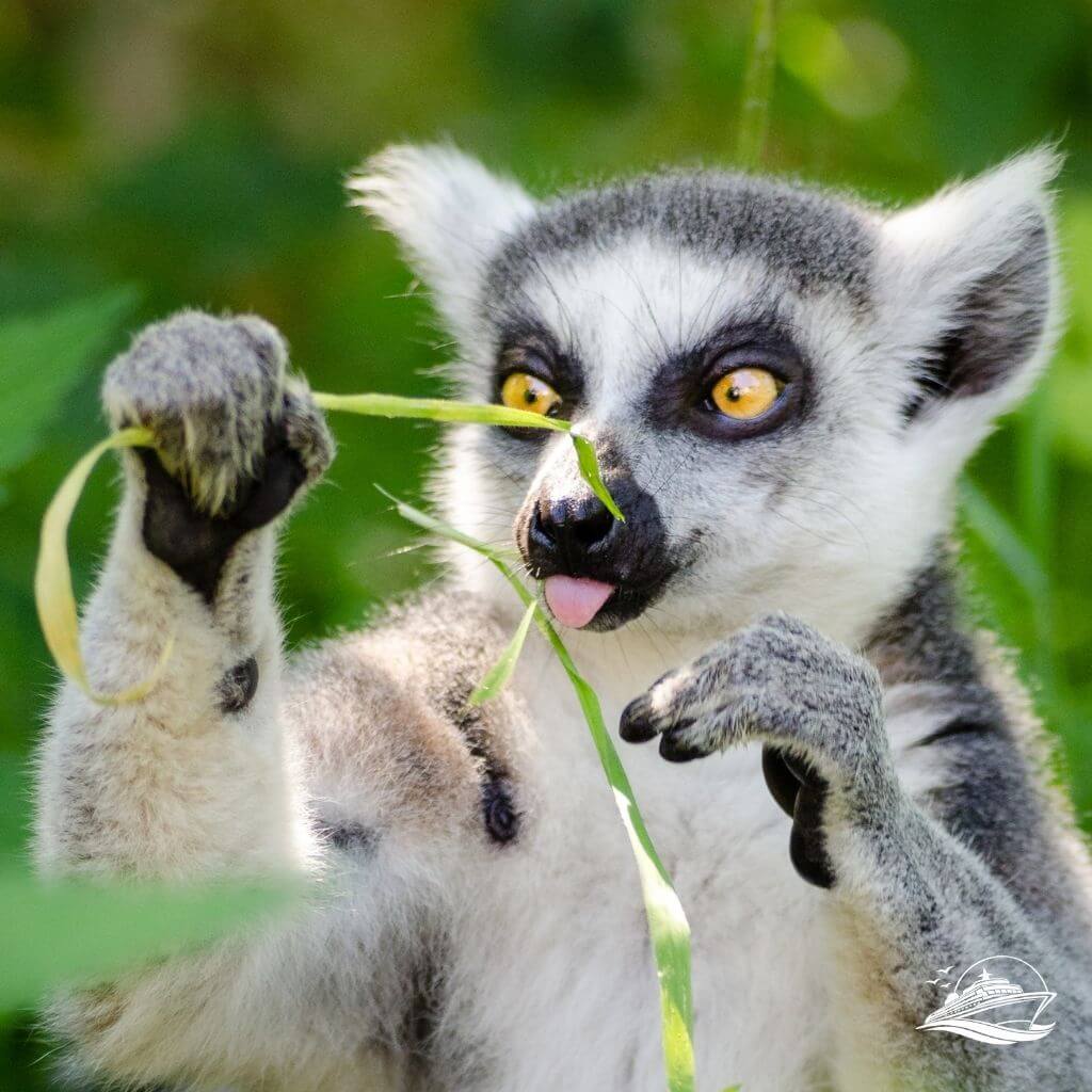 Madagaskar Lemur mit Grashalm